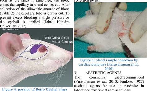 anesthesia for euthanasia in rats